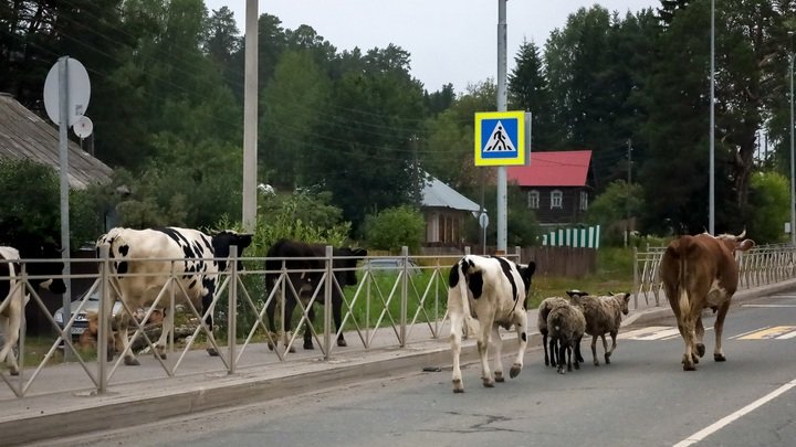 Штраф за сбитие лося на дороге
